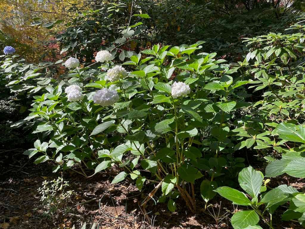 May 2023 Bathurst Mayfield Garden Tour Image -64605bbe261df